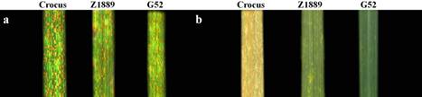 Fig.3